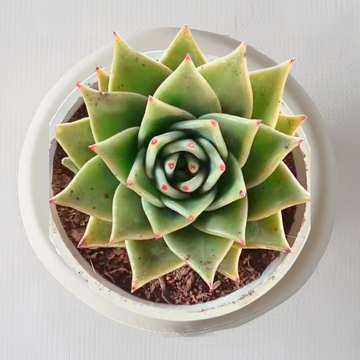 Sempervivum Tectorum – house leek